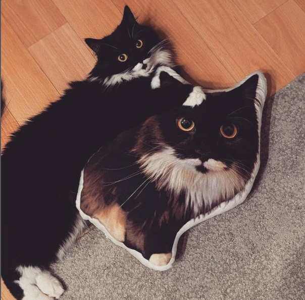 Chat noir et blanc câlinant son coussin mini-moi CreaPilou