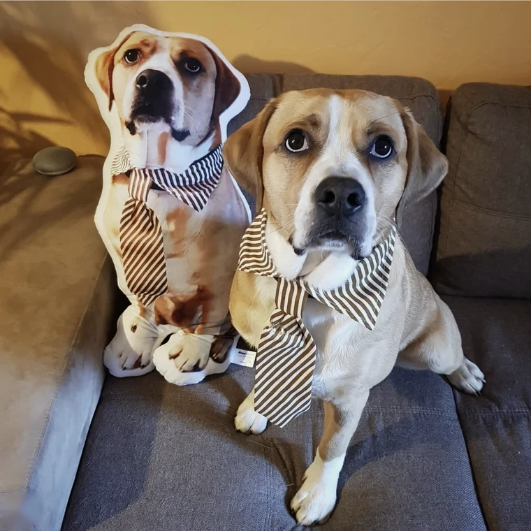 Jean-Jacques le chien posant avec son coussin double personnalisé CreaPilou et cravates assorties